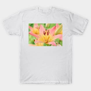 Lilium  &#39;Pink Pixie&#39;  Dwarf Asiatic lily T-Shirt